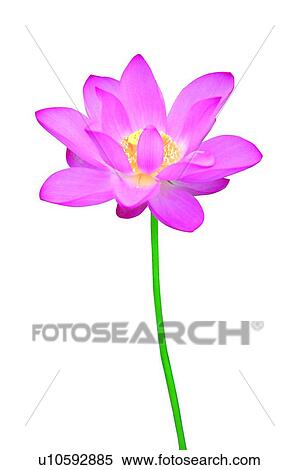 Blossom, Close-Up, Cut Out, Fragility View Large Photo Image Stock Photography - Blossom, Close-Up, Cut Out, Fragility. Fotosearch