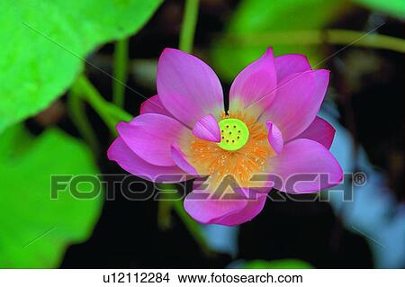 Blossom, Close-Up, Day, Fragility, Fresh View Large Photo Image Picture - Blossom, Close-Up, Day, Fragility, Fresh. Fotosearch