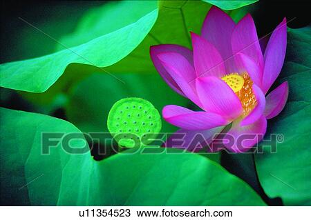 Blossom, Close-Up, Day, Fragility, Fresh View Large Photo Image Stock Image - Blossom, Close-Up, Day, Fragility, Fresh. Fotosearch