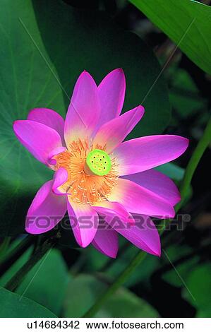 Stock Image - Blossom, Close-Up, Day, Fragility, Fresh. Fotosearch