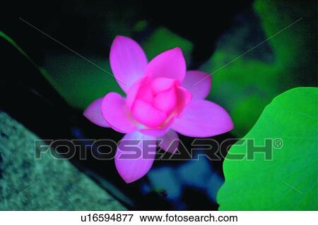 Blossom, Close-Up, Day, Fragility, Fresh View Large Photo Image Stock Photo - Blossom, Close-Up, Day, Fragility, Fresh. Fotosearch