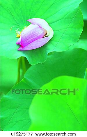 Stock Photo - Blossom, Close-Up, Day, Fragility, Fresh. Fotosearch