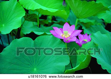 Blossom, Close-Up, Day, Fragility, Fresh View Large Photo Image Stock Photograph - Blossom, Close-Up, Day, Fragility, Fresh. Fotosearch