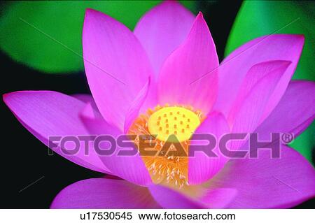 Blossom, Close-Up, Day, Fragility, Fresh View Large Photo Image Stock Photography - Blossom, Close-Up, Day, Fragility, Fresh. Fotosearch