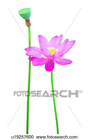 Blossom, Flower, Close-Up, Lotuses, Fragility, Shed View Large Photo Image Stock Image - Blossom, Flower, Close-Up, Lotuses, Fragility, Shed. Fotosearch