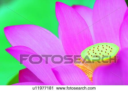 Blossom, Fresh, Close-Up, Nature, Pond, Fragility View Large Photo Image Stock Image - Blossom, Fresh, Close-Up, Nature, Pond, Fragility. Fotosearch