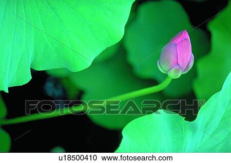 Stock Image - Blossom, Petal, Bud, Leaf, Closed. Fotosearch