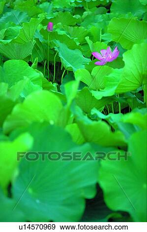 Close-Up, Blossom, Single Flower, Day, Pink, Leaf View Large Photo Image Stock Photo - Close-Up, Blossom, Single Flower, Day, Pink, Leaf. Fotosearch