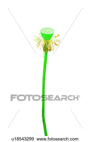 Stock Photo - Close-Up, Cut Out, Fragility. Fotosearch