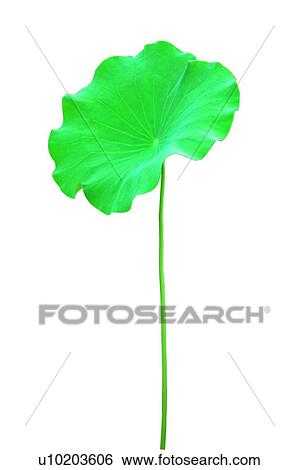 Stock Photograph - Close-Up, Cut Out, Fresh, Green. Fotosearch