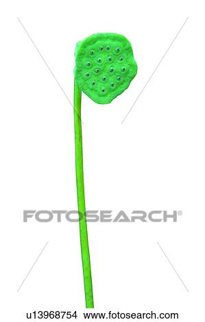 Picture - Close-Up, Cut Out, Fresh. Fotosearch