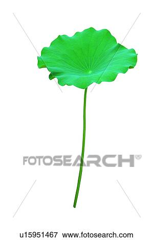 Close-Up, Cut Out, Fresh View Large Photo Image Stock Photo - Close-Up, Cut Out, Fresh. Fotosearch