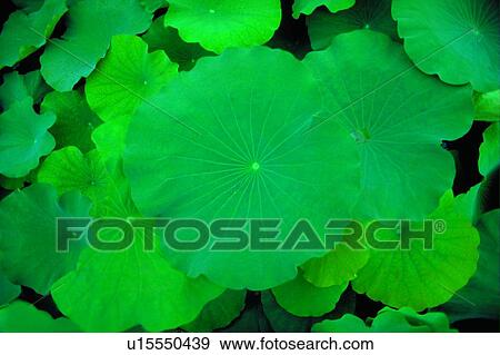 Stock Photo - Close-Up, Day, Fragility, Fresh, Green. Fotosearch