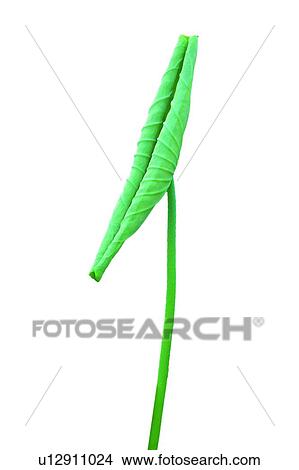 Close-Up, Flower, Lily Pad, Leaf, White Background View Large Photo Image Picture - Close-Up, Flower, Lily Pad, Leaf, White Background. Fotosearch