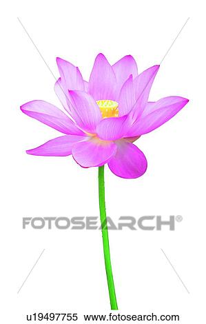 Stock Photography - Close-Up, Petal, Lotuses, Stem, Pink. Fotosearch