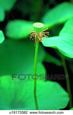 Stock Image - Closed, Close-Up, Day, Fragility. Fotosearch