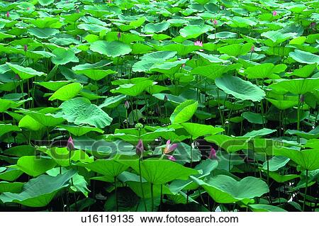 Stock Photography - Covering, Petal, Close-Up, Flower, Lush Foliage, Fresh. Fotosearch