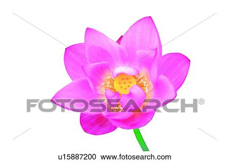 Stock Image - Flower, Cut Out, Single Flower, Stem, Petal. Fotosearch