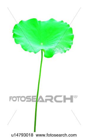 Stock Photo - Flower, Nature, Leaf, Lotuses, Lily Pad, Fresh. Fotosearch