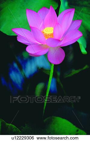 Flower, Outdoor, Single Flower, Nature, Fresh View Large Photo Image Stock Photograph - Flower, Outdoor, Single Flower, Nature, Fresh. Fotosearch