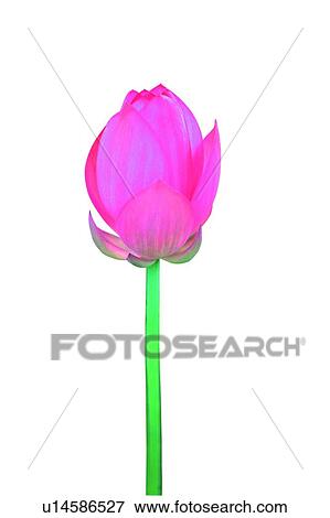 Fragility, Closed, Cut Out, Single Flower, Fresh View Large Photo Image Stock Photo - Fragility, Closed, Cut Out, Single Flower, Fresh. Fotosearch