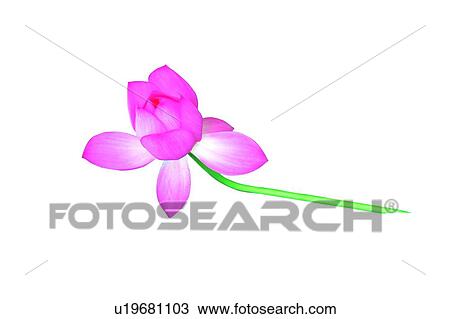 Fragility, Cut Out, Close-Up, Nature View Large Photo Image Stock Image - Fragility, Cut Out, Close-Up, Nature. Fotosearch