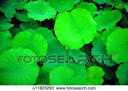 Fragility, Lotuses, Lush Foliage, Day, Close-Up, Lotus View Large Photo Image Stock Image - Fragility, Lotuses, Lush Foliage, Day, Close-Up, Lotus. Fotosearch