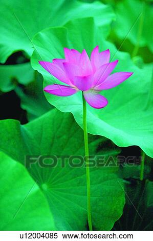 Stock Photography - Fragility, Open, Close-Up, Day, Leaf, Flower. Fotosearch