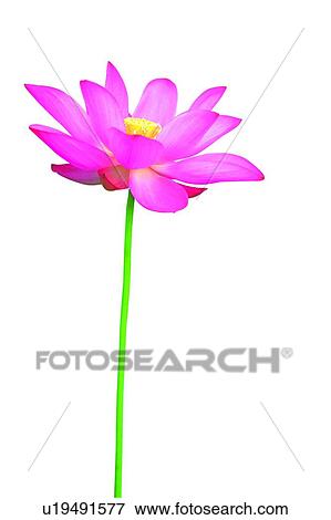 Fragility, Single Flower, Close-Up, Flower, Lotus, Lotuses View Large Photo Image Stock Photo - Fragility, Single Flower, Close-Up, Flower, Lotus, Lotuses. Fotosearch