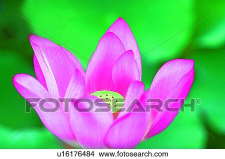 Fragility, Single Flower, Pink, Stamen, Flower View Large Photo Image Picture - Fragility, Single Flower, Pink, Stamen, Flower. Fotosearch