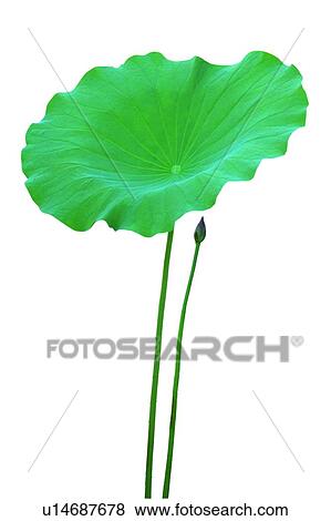 Stock Photo - Fresh, Close-Up, Lily Pad, White Background, Lotus. Fotosearch