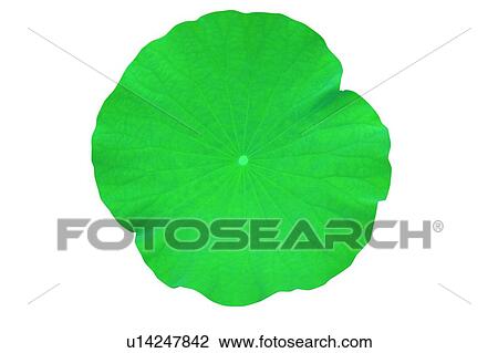 Stock Image - Fresh, Lotus, Lily Pad, Stalk. Fotosearch