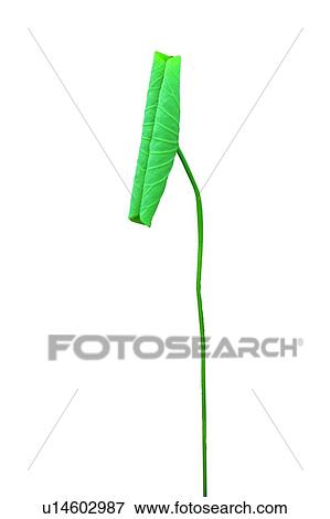 Stock Photo - Green, Fresh, Cut Out, Lotuses, Curled Up, Lily Pad. Fotosearch