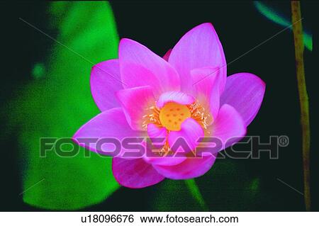 Image Dictionary, Leaf, Pond, Stem View Large Photo Image Stock Photograph - Image Dictionary, Leaf, Pond, Stem. Fotosearch