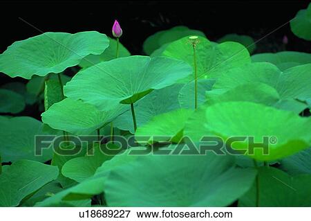 Image Dictionary, Nature, Fragility, Blossom, Pink, Lush Foliage View Large Photo Image Stock Photo - Image Dictionary, Nature, Fragility, Blossom, Pink, Lush Foliage. Fotosearch