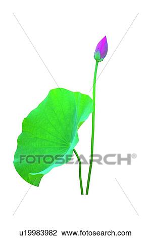 Stock Image - Leaf, Beauty In Nature, Stem, Pink, Blossom. Fotosearch