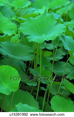 Leaf, Flower, Fresh, Pond, Dense View Large Photo Image Stock Image - Leaf, Flower, Fresh, Pond, Dense. Fotosearch