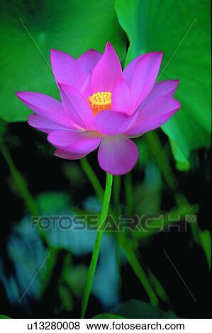 Leaf, Fragility, Petal, Open, Nature, Lotuses, Stem View Large Photo Image Stock Photo - Leaf, Fragility, Petal, Open, Nature, Lotuses, Stem. Fotosearch