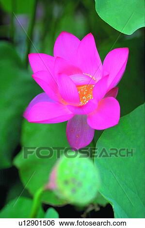 Stock Photograph - Leaf, Stalk, Nature, Single Flower, Close-Up, Blossom. Fotosearch
