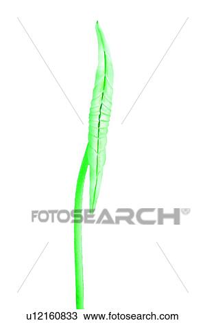 Lily Pad, Fresh, Flower, Stalk, Leaf, Close-Up View Large Photo Image Stock Image - Lily Pad, Fresh, Flower, Stalk, Leaf, Close-Up. Fotosearch