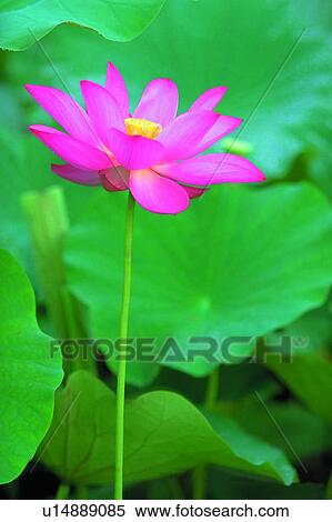 Lotus, Blossom, Stalk, Day, Pond, Single Flower View Large Photo Image Stock Photography - Lotus, Blossom, Stalk, Day, Pond, Single Flower. Fotosearch