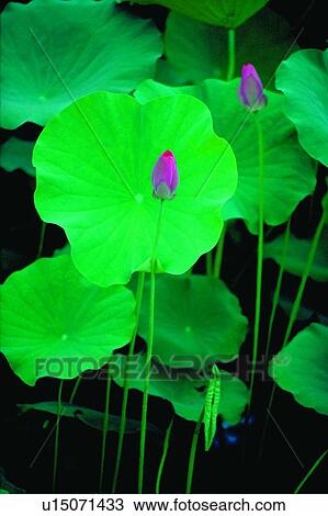 Lotus, Nature, Lotuses, Lush Foliage, Stalk, Pond View Large Photo Image Stock Image - Lotus, Nature, Lotuses, Lush Foliage, Stalk, Pond. Fotosearch