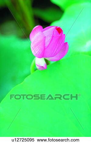 Stock Photography - Lotuses, Nature, Blossom, Closed, Fresh, Stalk. Fotosearch