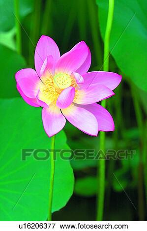 Stock Photo - Nature, Close-Up, Open, Stamen, Tranquil Scene, Lotuses. Fotosearch