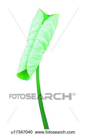 Stock Image - Nature, Curled Up, White Background, Lotus. Fotosearch