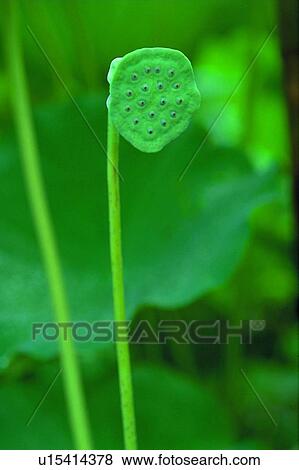 Stock Photo - Nature, Fragility, Day, Lotus, Leaf. Fotosearch