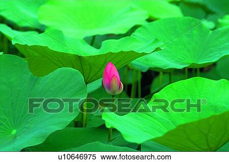 Nature, Leaf, Blossom, Fragility, Tranquil Scene View Large Photo Image Stock Photography - Nature, Leaf, Blossom, Fragility, Tranquil Scene. Fotosearch