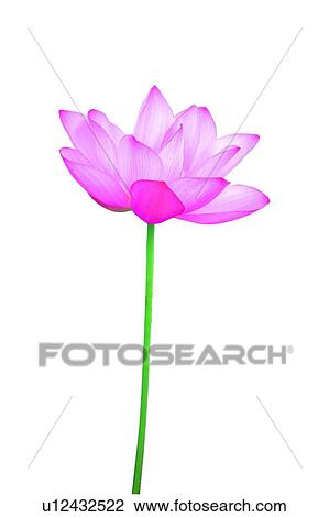 Stock Image - Nature, Stem, Fresh, Petal, White Background. Fotosearch