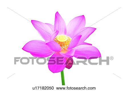 Nature, Stem, Petal, Fragility, Lotuses View Large Photo Image Stock Image - Nature, Stem, Petal, Fragility, Lotuses. Fotosearch