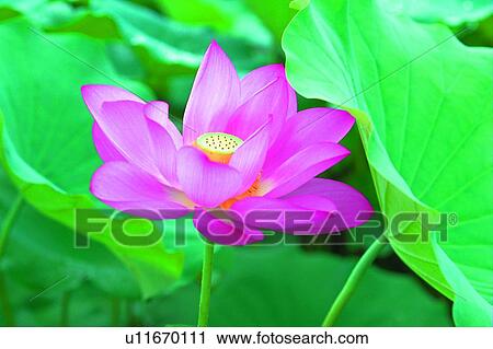 Outdoor, Nature, Beauty In Nature, Flower, Single Flower, Pond View Large Photo Image Stock Image - Outdoor, Nature, Beauty In Nature, Flower, Single Flower, Pond. Fotosearch